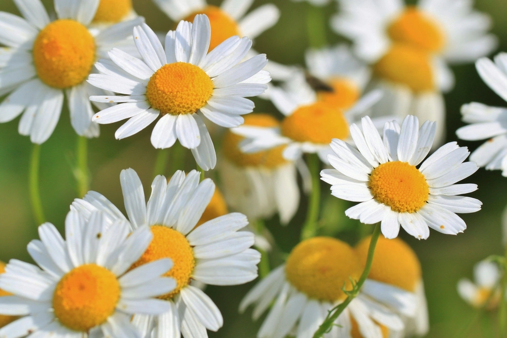 Free white daisy background image